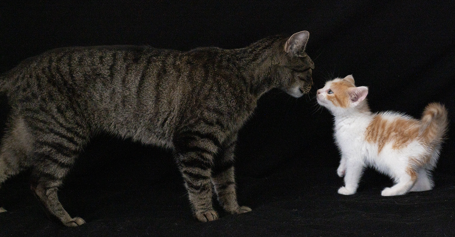 Top Cat Sanctuary cat photo